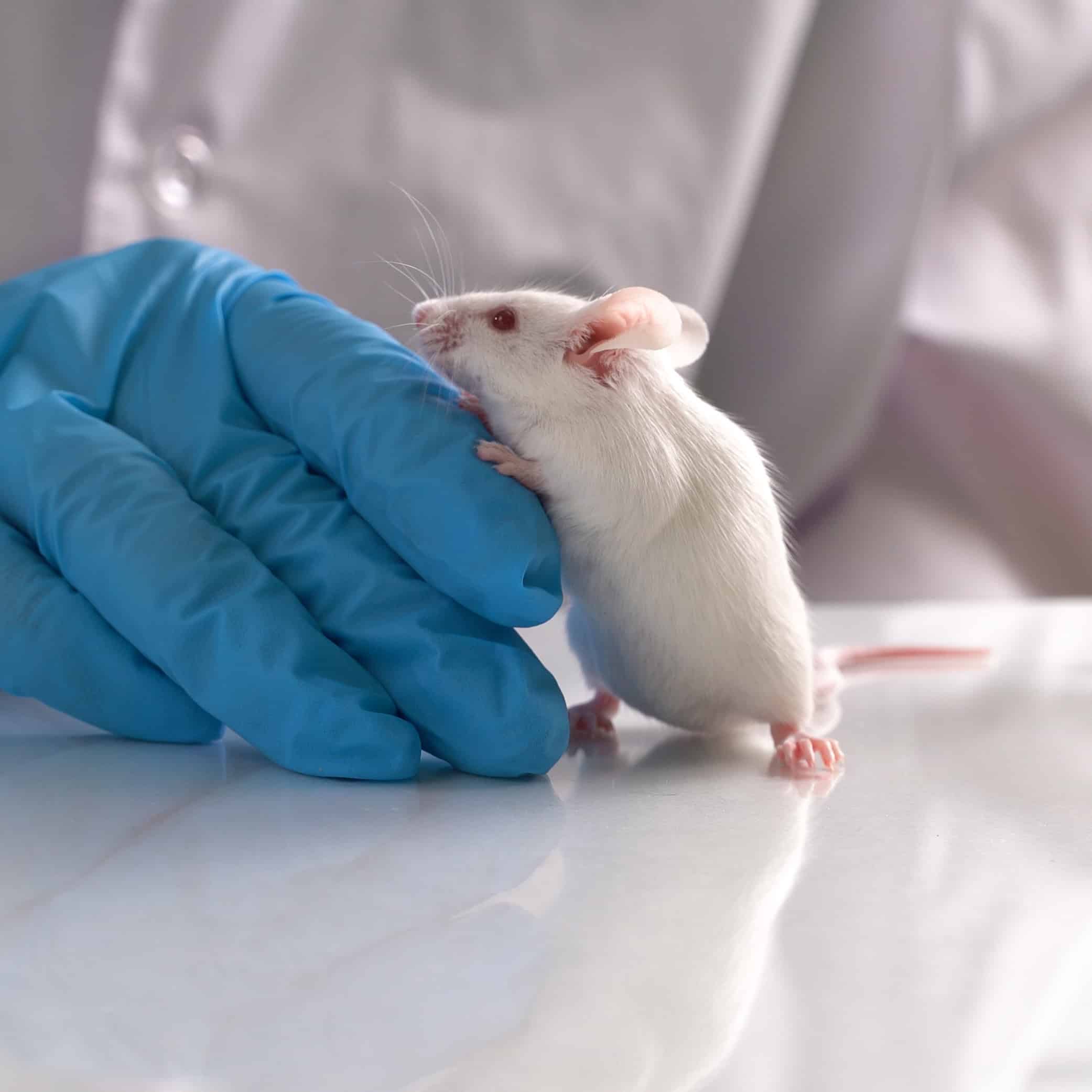 L’expérimentation animale : rencontre du droit et de la science 